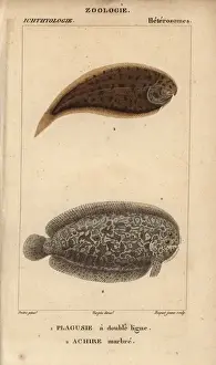 Marbled Prints: Tonguefish, Symphurus, and marbled sole, Pleuronectes