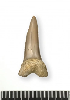 Elasmobranch Collection: Tonguestone (sharks tooth)