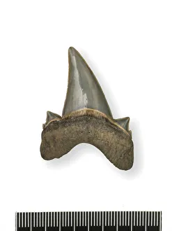 Elasmobranch Collection: Tonguestone (sharks tooth) with lateral denticles