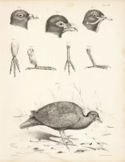 Billed Collection: Tooth-billed pigeon, Bruces green pigeon
