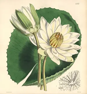 Lotus Prints: Tooth-leaved lotus, Nymphaea dentata