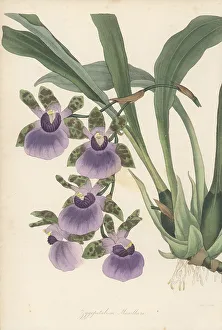 Magazine Of Botany Prints: Tooth-like flowered zygopetalum, Zygopetalum maxillare