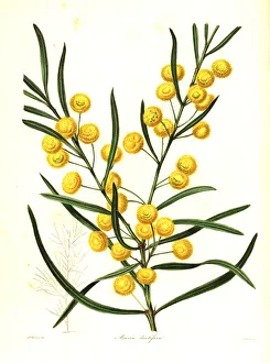 Acacia Gallery: Toothed acacia, Acacia dentifera