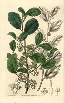 Botanicalillustration Prints: Toothed azara, Azara dentata