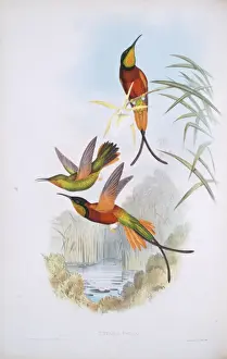 Apodiformes Prints: Topaza pella, crimson topaz