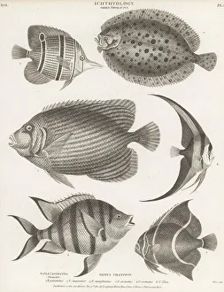 Enlightenment Prints: Topknot, angelfish, butterflyfish, batfish, etc
