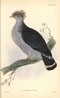 Edwardlear Prints: Topknot pigeon, Lopholaimus antarcticus