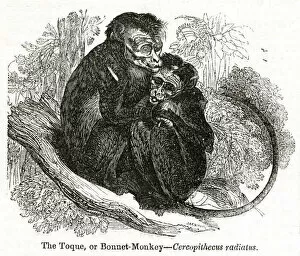 Macaque Collection: Toque or Bonnet Monkey (Cercopithecus radiatus)