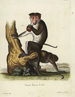 Toque macaque, Macaca sinica. Endangered