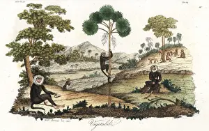 Toque macaque monkeys, breadfruit tree and talipot palm