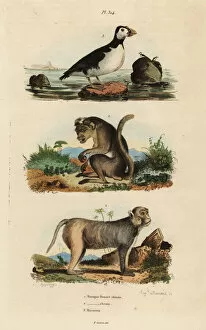 Macaque Collection: Toque macaque, rhesus macaque and parakeet auklet