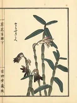 Gardenflower Prints: Tora sekkoku or Japanese stone orchid, Dendrobium