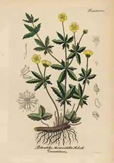 Gewachse Prints: Tormentil, Potentilla erecta