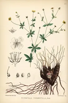 Tormentil, Potentilla erecta