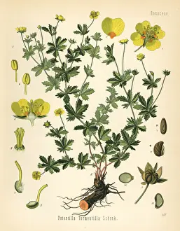Cinquefoil Prints: Tormentil, septfoil or erect cinquefoil, Potentilla