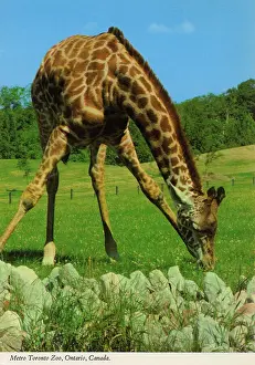 Metro Prints: Toronto, Ontario, Canada - Giraffe at Metro Toronto Zoo