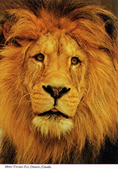 Metro Prints: Toronto, Ontario, Canada - Lion at Metro Toronto Zoo