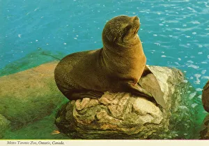 Metro Prints: Toronto, Ontario, Canada - Seal at Metro Toronto Zoo