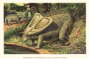 Torosaurus latus and Monoclonius crassus