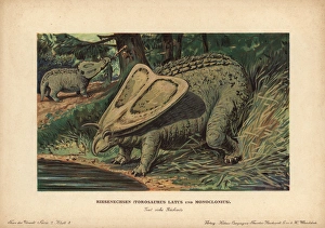 Tiere Gallery: Torosaurus latus and Monoclonius, extinct ceratopsid
