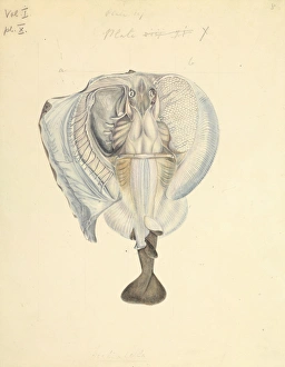 Women Artists Collection: Torpedine, occhiatella