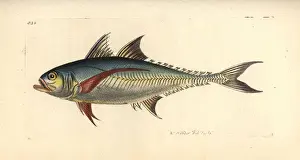 Scomber Prints: Torpedo scad, Megalaspis cordyla