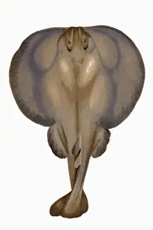 Shock Prints: Torpedo torpedo, or eyed electric ray