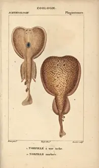 Torpedo Prints: Torpedo, Torpedo torpedo, and marbled electric