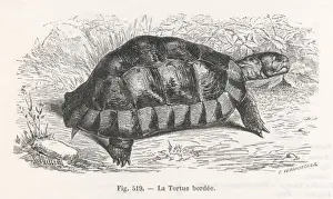 A TORTOISE