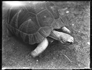 A TORTOISE