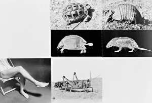 Dasypodidae Gallery: Tortoise and armadillo comparison