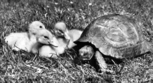 Images Dated 10th January 2017: Tortoise and ducklings
