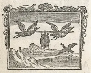 Foolish Prints: Tortoise & Two Ducks