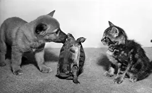 Tortoise, fox cub and tabby kitten