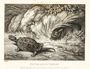 A tortoise overtakes a sleeping hare in a race