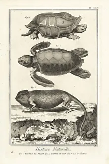 1774 Prints: Tortoise, sea turtle and chameleon