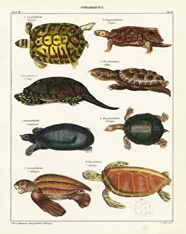 Nile Collection: Tortoise and turtle species