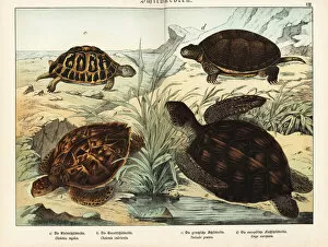 Schubert Gallery: Tortoise and turtles