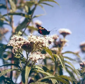 Tortoiseshell Butterfly
