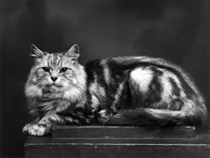Reclines Prints: TORTOISESHELL CAT