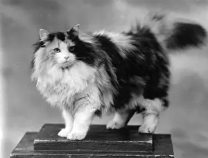 TORTOISESHELL CAT