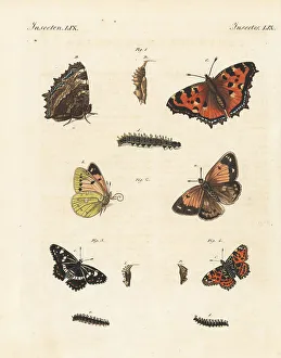Pupa Prints: Tortoiseshell, pale clouded yellow, white admiral and map butter