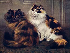 Cats Collection: Tortoiseshell Persians