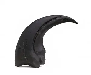 Torvosaurus claw