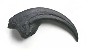 Bipedal Prints: Torvosaurus claw