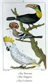 Fauna Collection: Toucan, Huppoo, Cockatoo