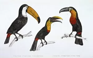 Billed Collection: Three Toucans