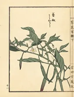 Gardenflower Prints: Tougarashi or chili pepper, Capsicum annuum