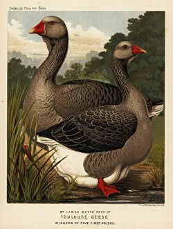Breeding Collection: Toulouse geese with dewlap, cock and hen