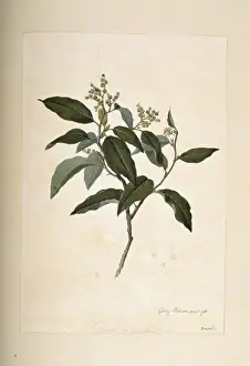Boraginaceae Prints: Tournefortia paniculata